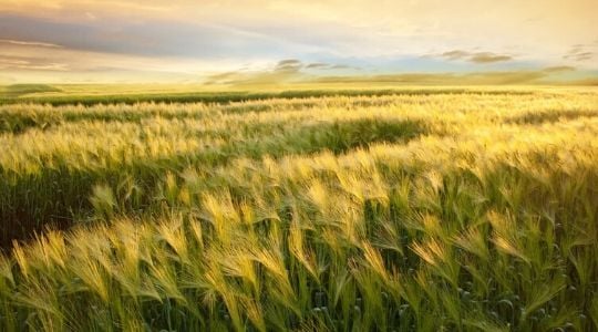 Champs d'orge au coucher du soleil