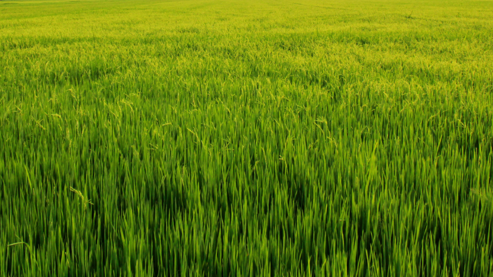 prairie
