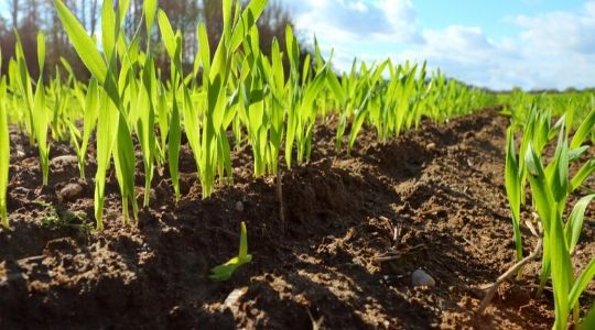 Jeunes pousses en croissance