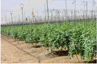 Principes Agronomiques De La Tomate Yara France