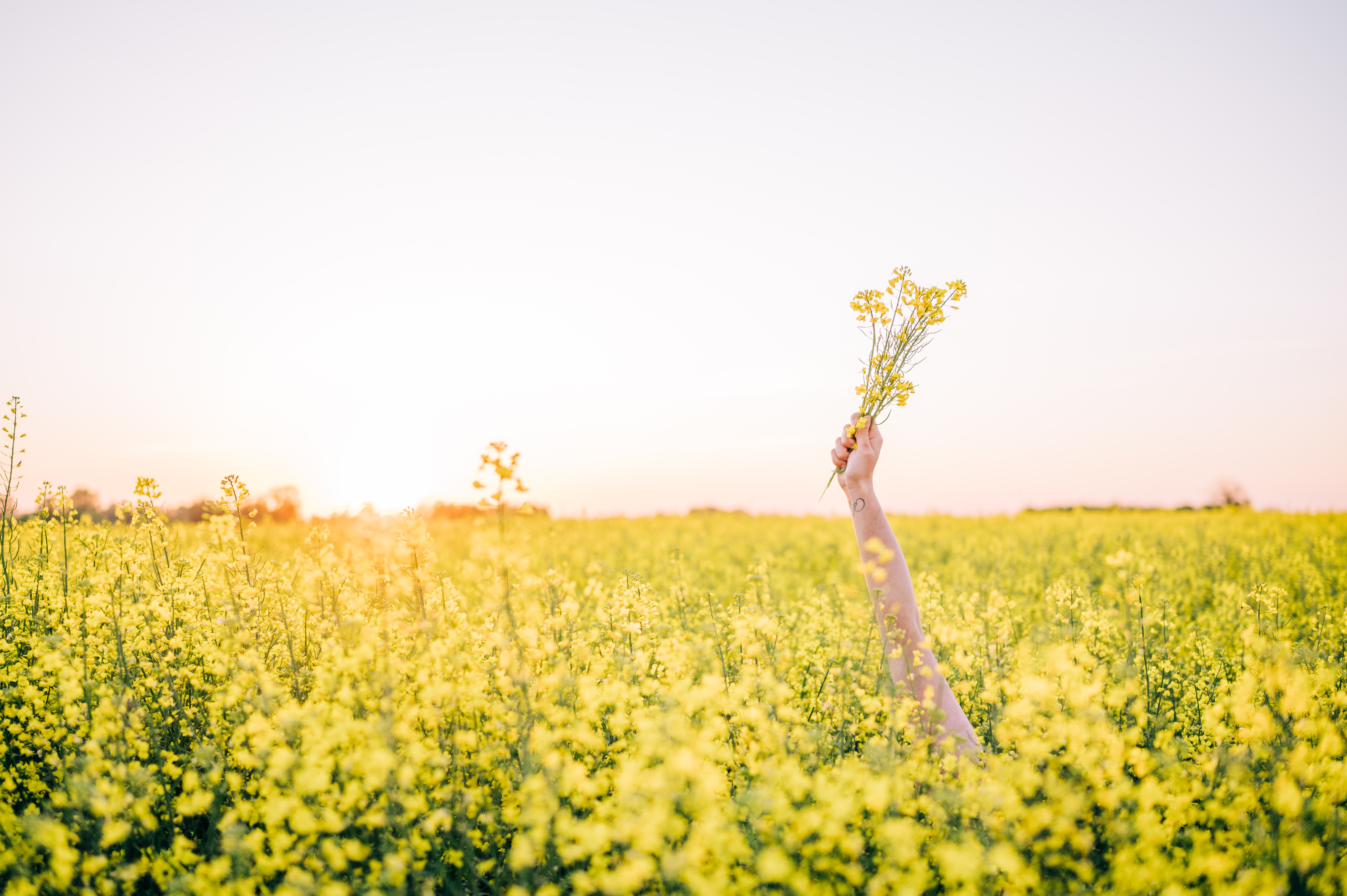 Colza un allié pour mieux respirer 