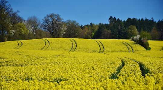 Champs de colza à perte de vue