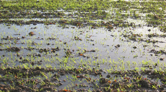 champ céréales excès d'eau