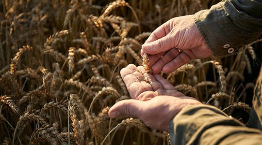 Un agriculteur vérifie la qualité du blé dans son champ