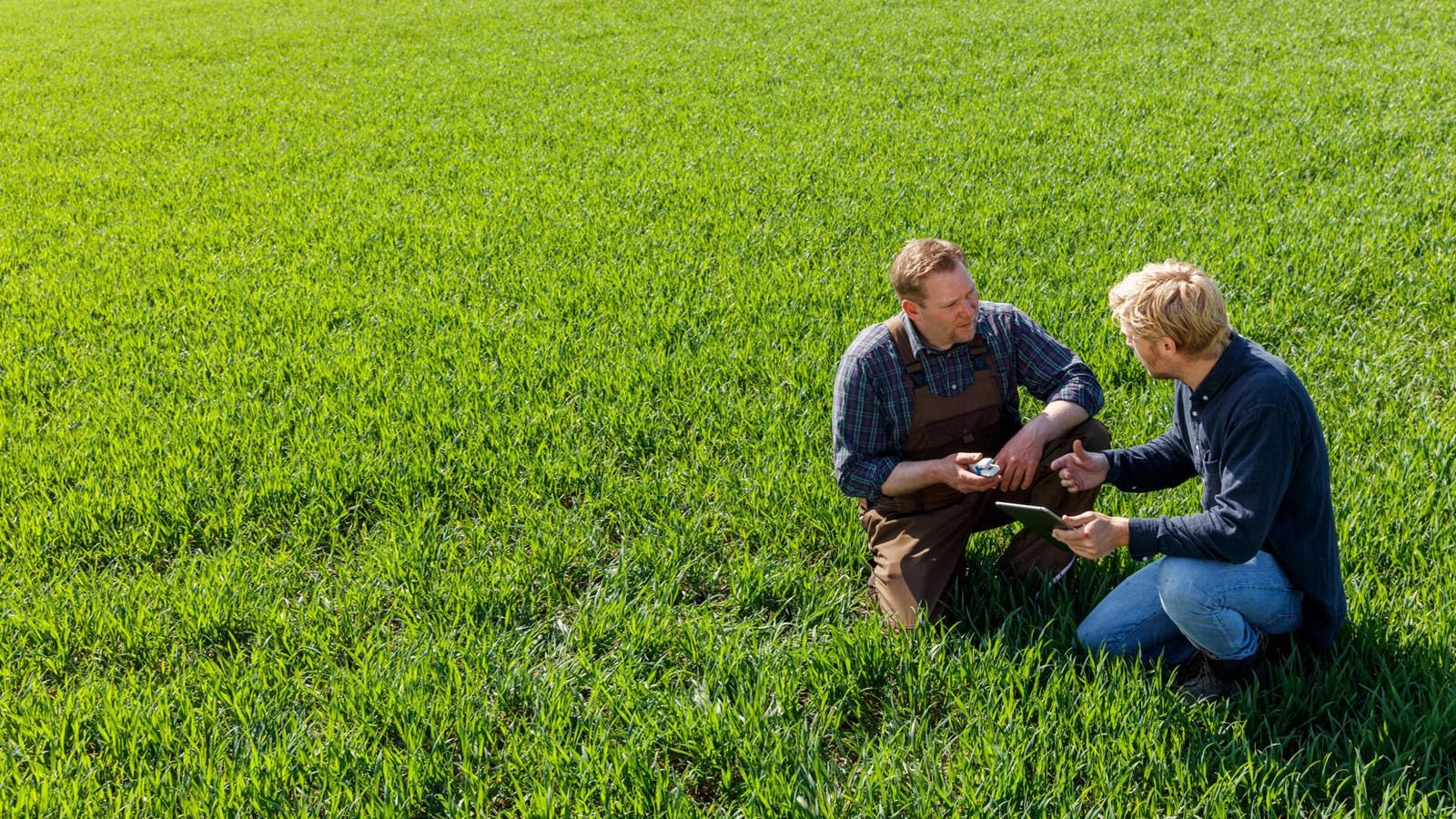 Farmers in wheat field looking at Atfarm