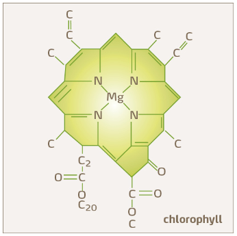 Schéma de la chlorophylle