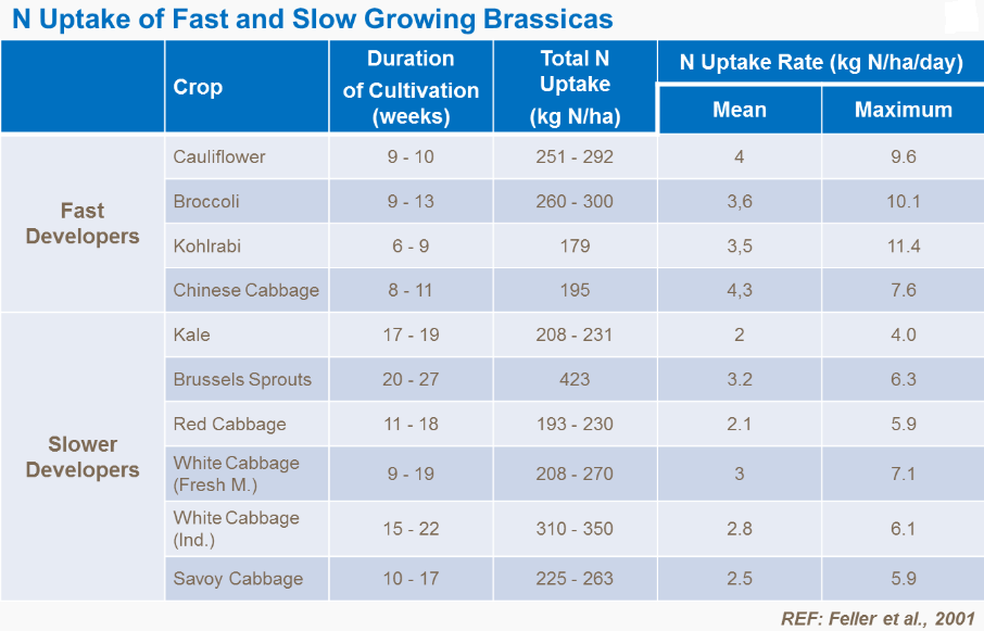 Absorption d'azote par choux à croissance rapide et lente