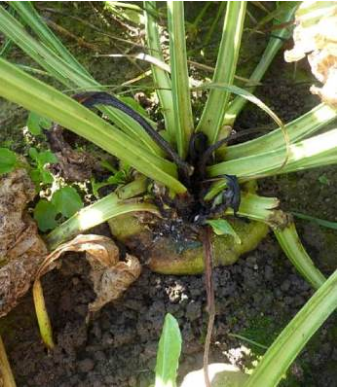 Illustration pourriture du cœur d'une betterave