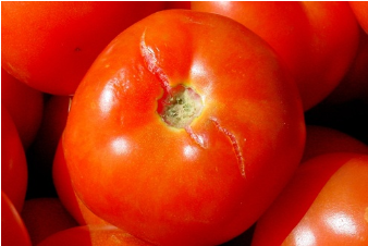 Fissures sur une tomate causées par un excès d'eau 