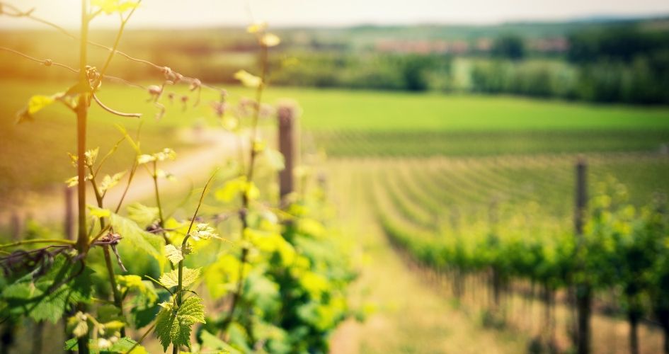 Tensions inédites sur le marché de la fertilisation de la vigne