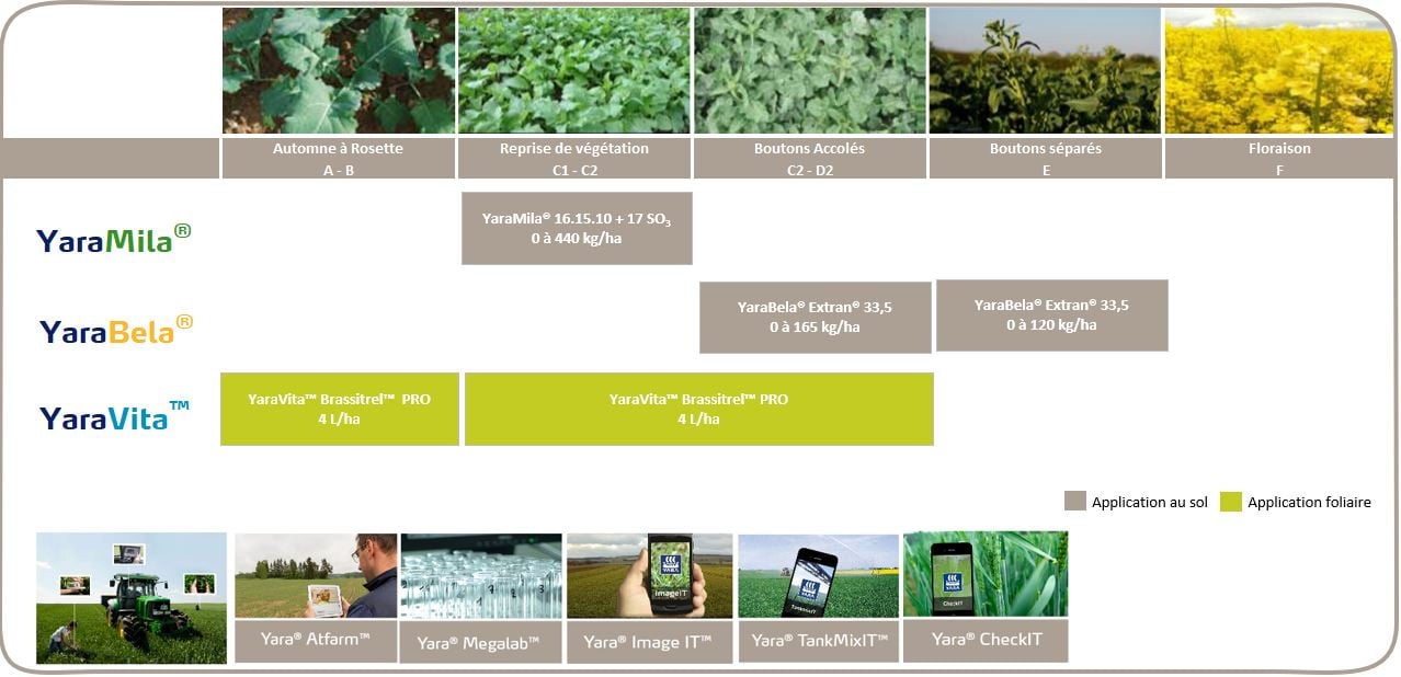 Colza couverture exportations