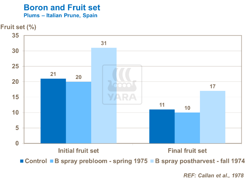 Impact du bore sur prunes