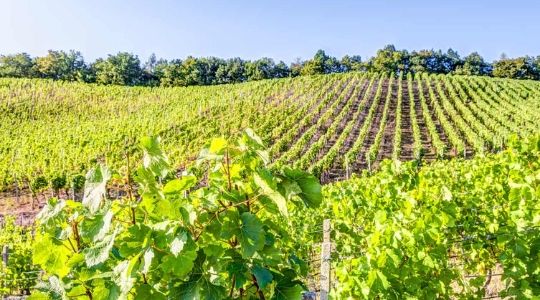 Vignoble ensoleillé sur une colline