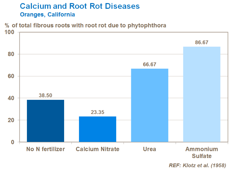 Calcium et maladies de pourritures racinaires - Oranges 