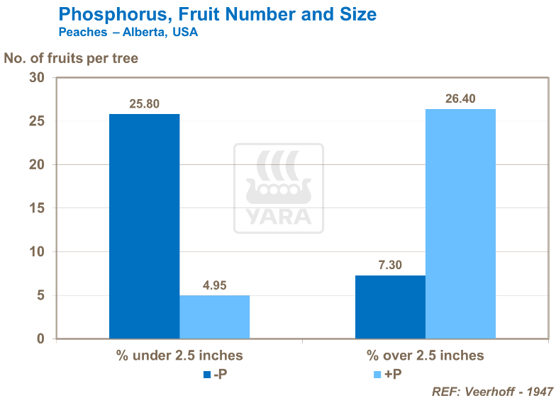 Phosphore et nombre et taille des fruits - Pêches