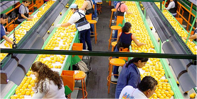 Tri des oranges en Floride