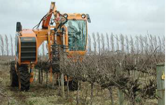 Opération d'entretien de vignes