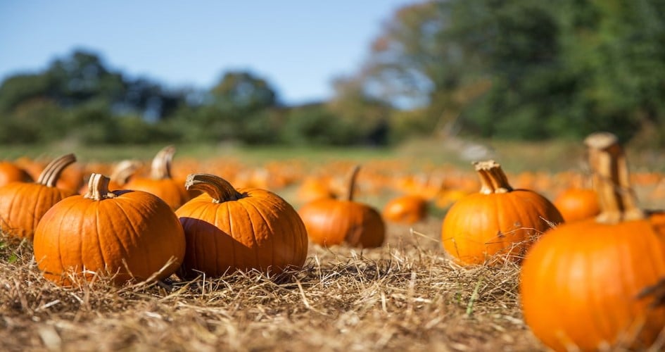 champ de citrouilles