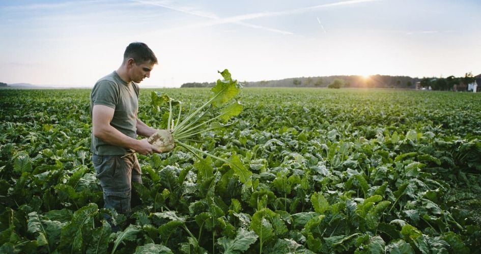 Un agriculteur tient une betterave dans ses mains