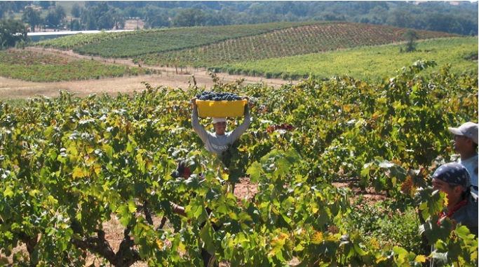 Récolte à la main de raisins