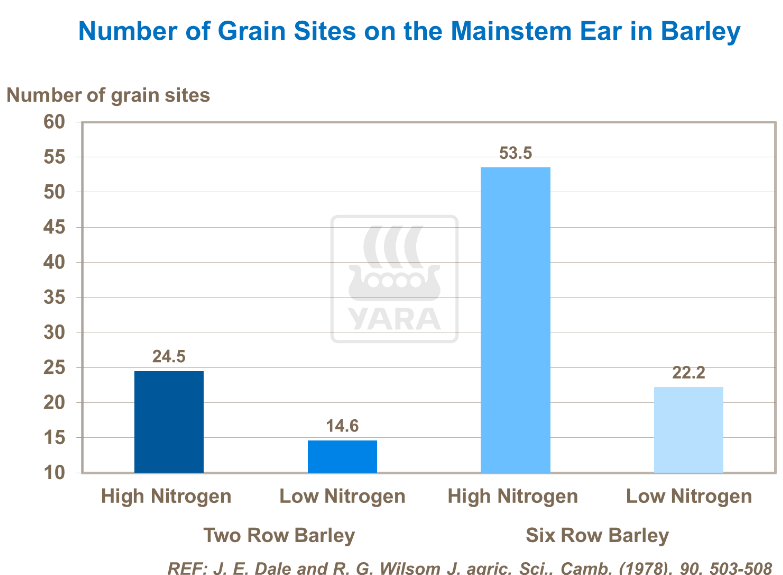 Nombre de grains sur tige principale de l'épi d'orge