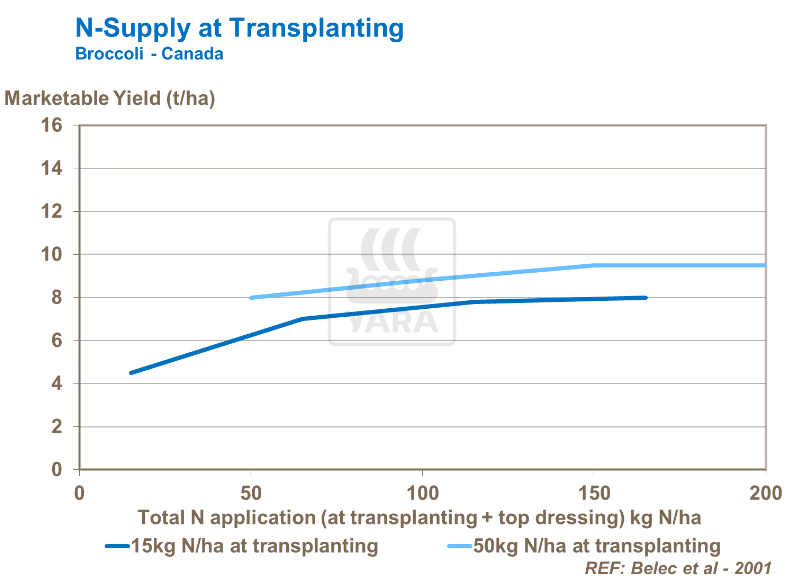 Réserves d'azote lors de repiquage - Brocoli