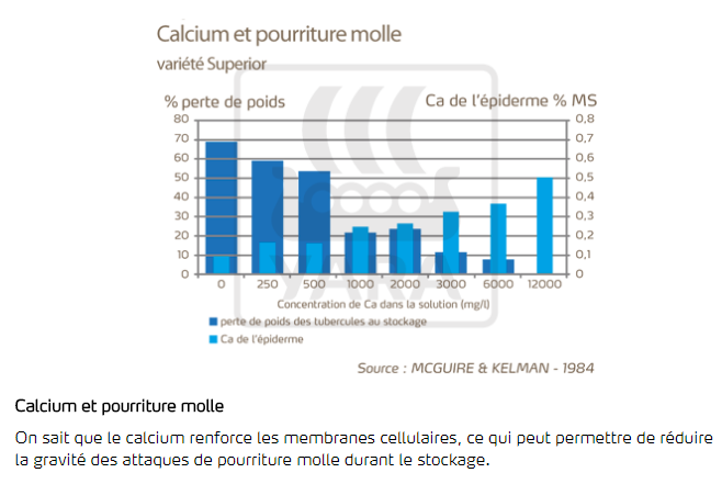 calcium et pourriture molle