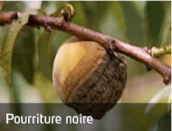 Fruit avec pourriture noire 
