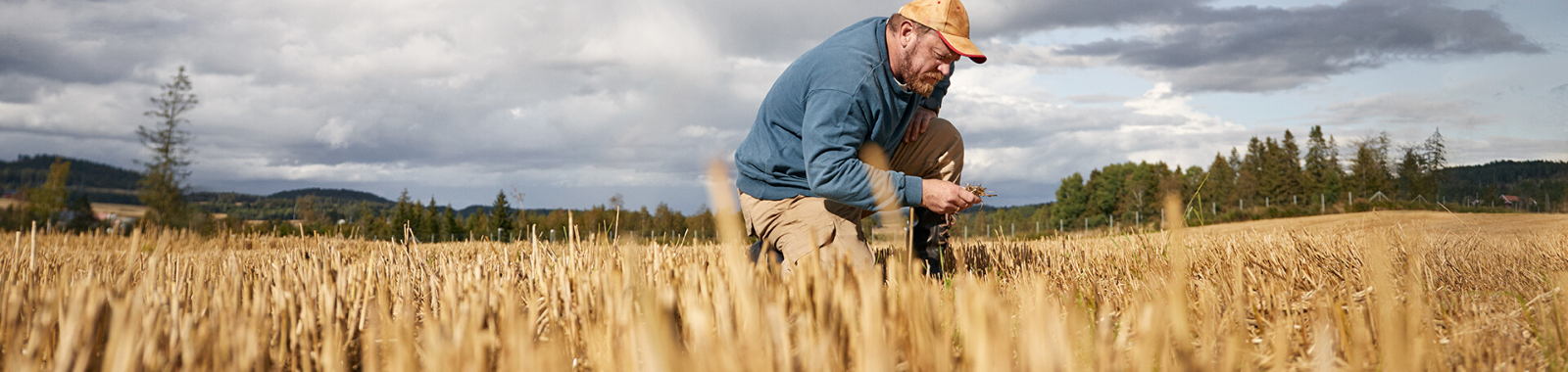 Un agriculteur dans un champ de blé