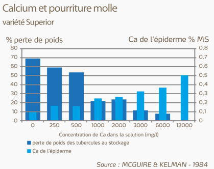 Calcium et pourriture mole