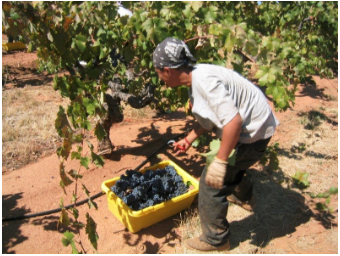 Récolte de raisins