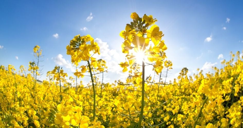 Fleur de colza sous le soleil