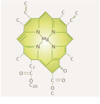 schéma chlorophylle