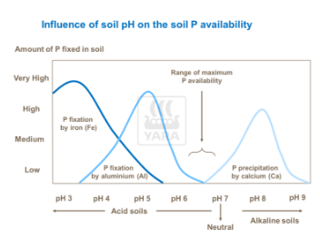 Influence de l'acidité du sol sur disponibilité en phosphore