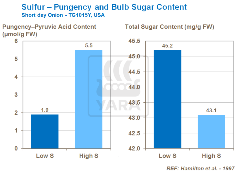 Lien entre soufre, goût piquant et teneur en sucre du bulbe