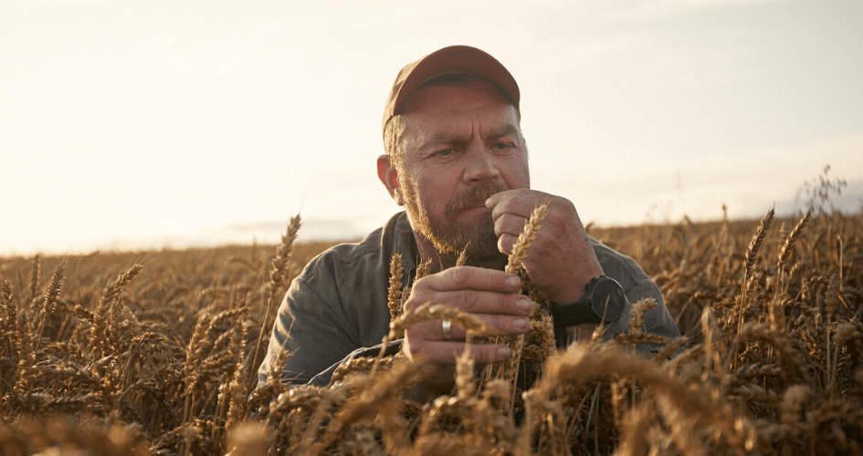 Un agriculteur tient un épi de blé dans ses mains