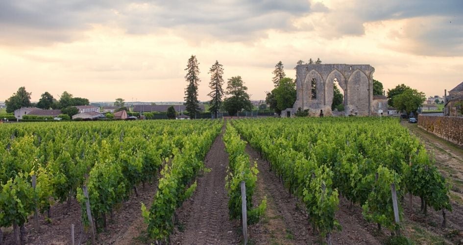 Vignoble près d'un village