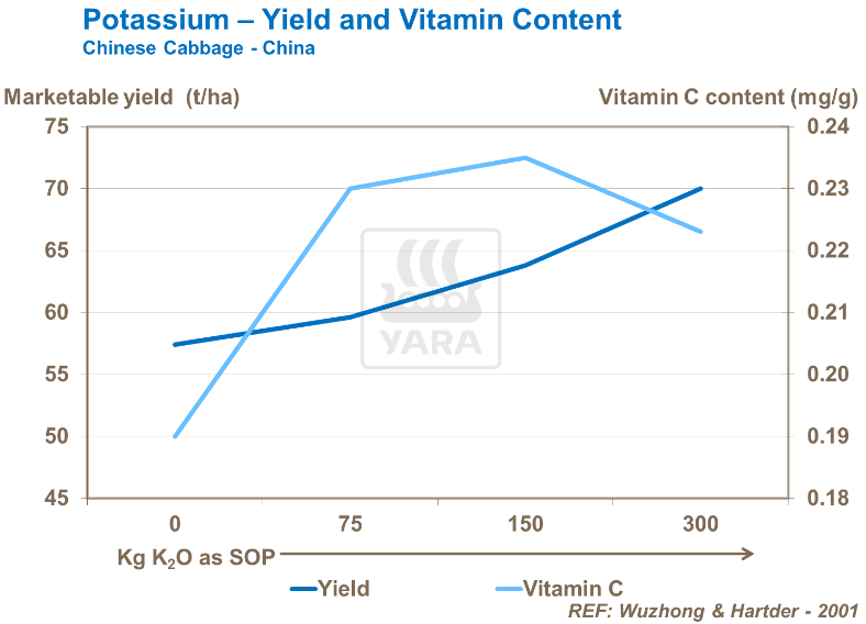 Potassium - Rendement et teneur en vitamine - Chou chinois
