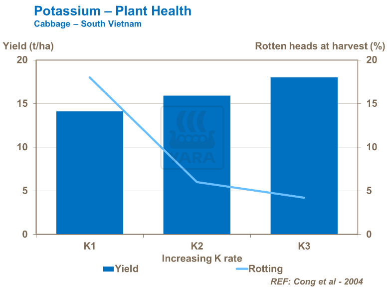 Potassium et santé de la plantation - Chou