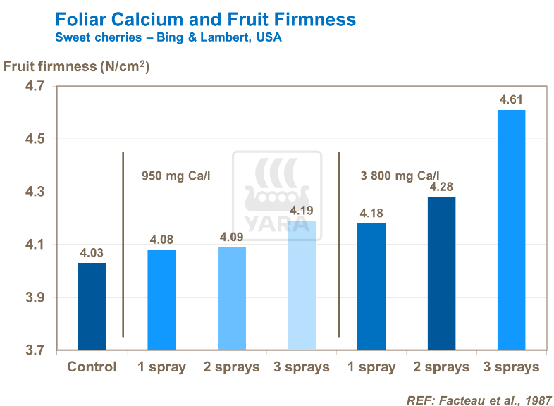 Calcium foliaire et fermeté des fruits - Cerises