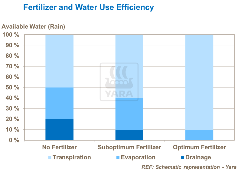 Fertilisant et efficacité de l'utilisation de l'eau