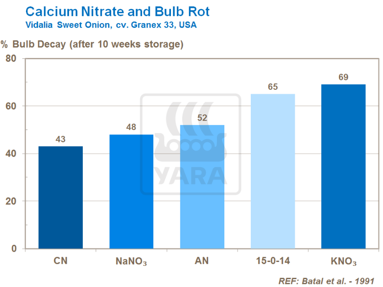 Nitrate de calcium et pourriture du bulbe