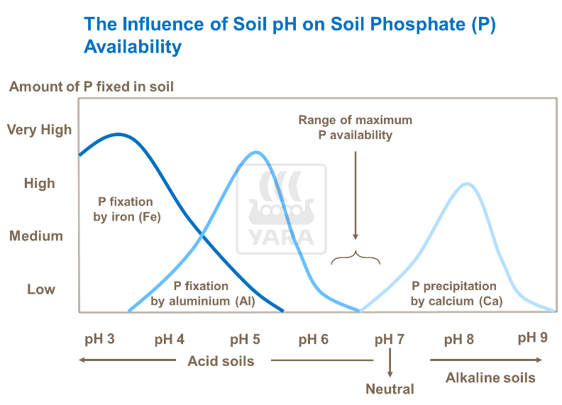 Influence de l'acidité du sol sur disponibilité en phosphore