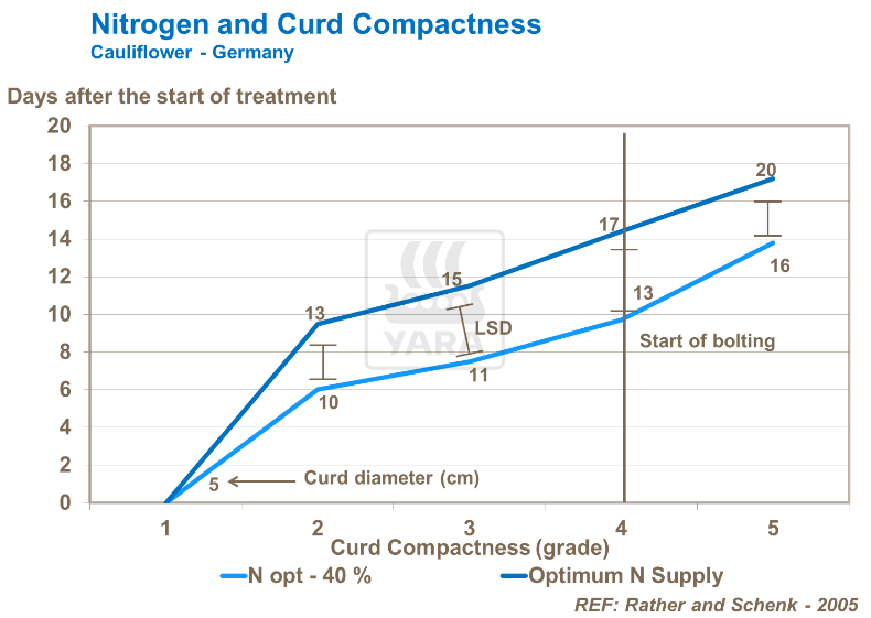 Azote et densité de la chaire du chou-fleur