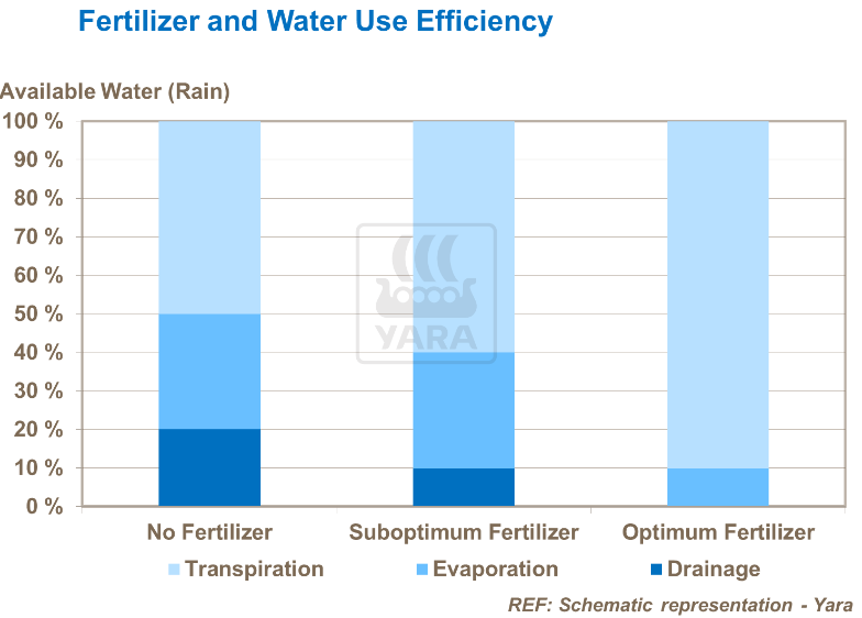 Fertilisant et efficacité de l'utilisation de l'eau