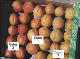 Échelon des couleurs sur cageot de pêches