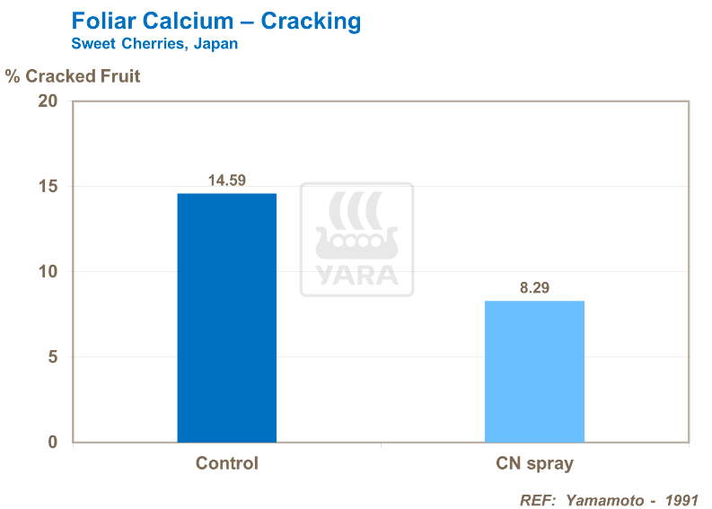 Calcium foliaire et fissuration - Cerises