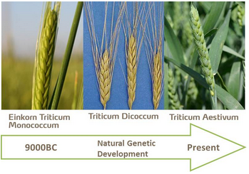 Le Blé (Triticum), base de l'alimentation depuis l'Antiquité