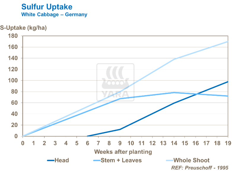 Absorption du soufre - Chou blanc 