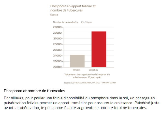 Phosphore et nombre de tubercules 2